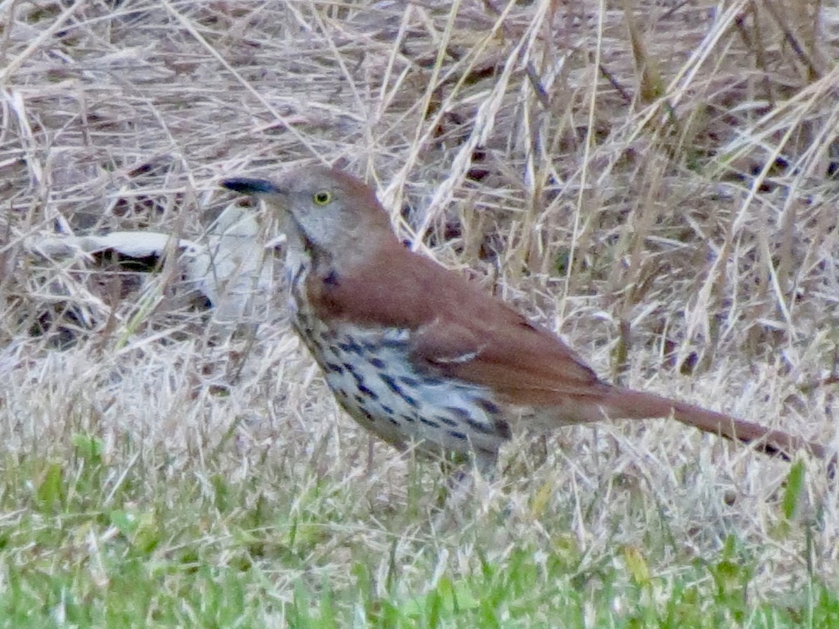 Brown Thrasher - ML637951988