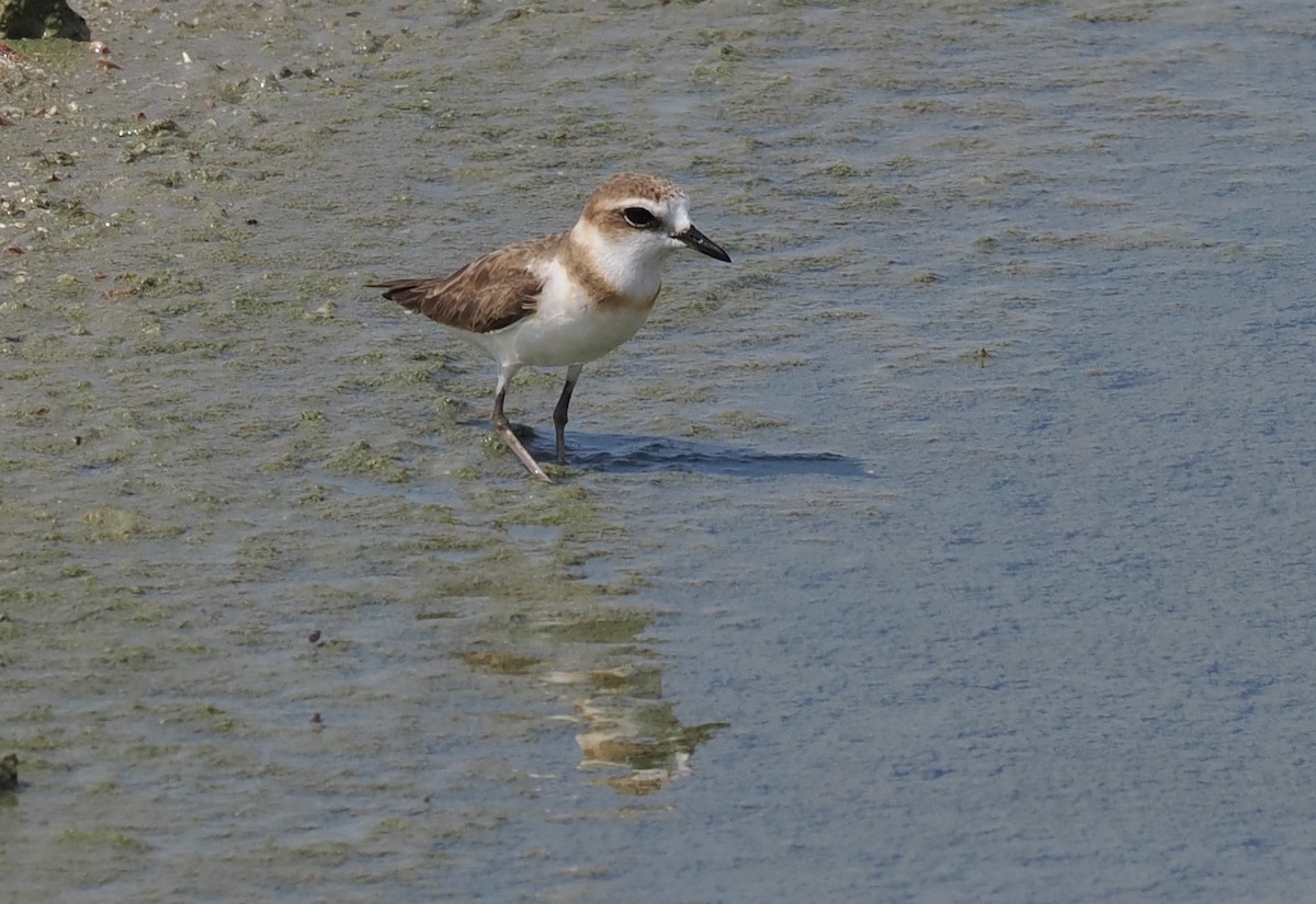 Javan Plover - ML637952011