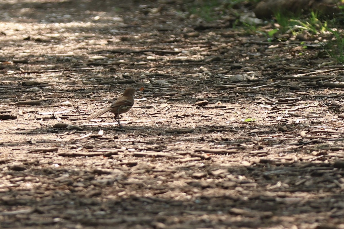 Brown Thrasher - ML637952016