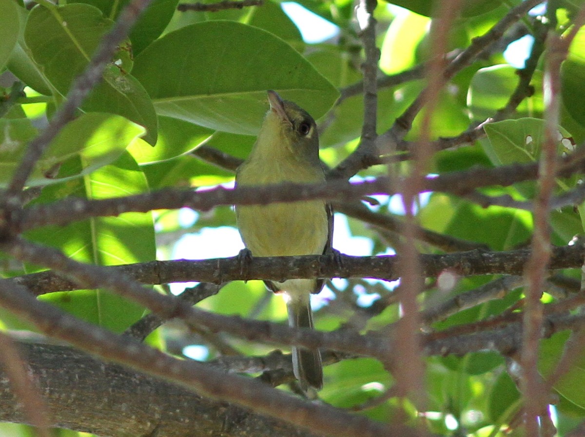Cuban Vireo - ML637952119