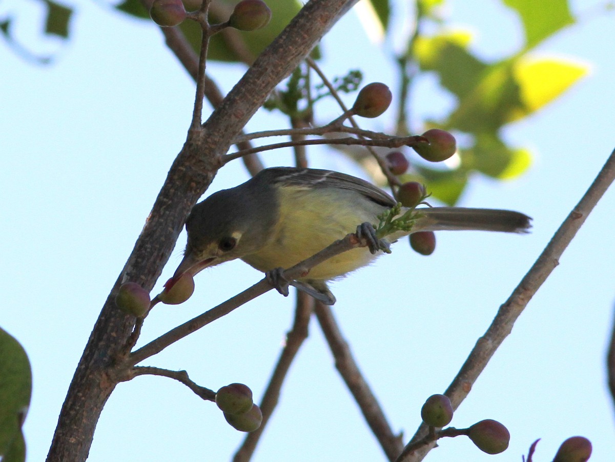 Cuban Vireo - ML637952120