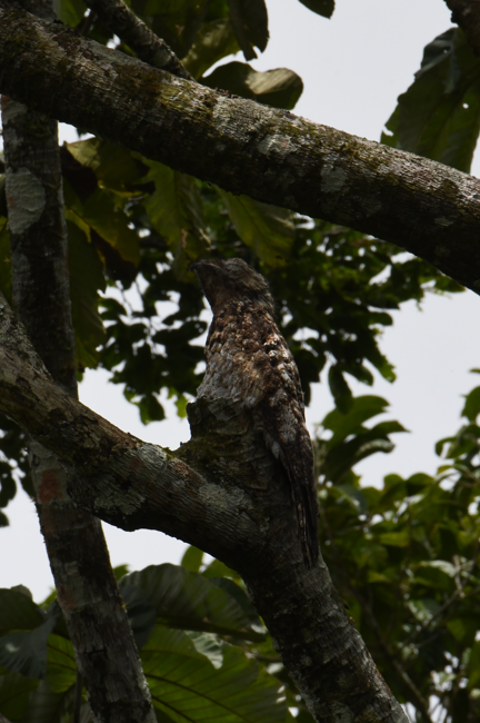 Great Potoo - ML637952127