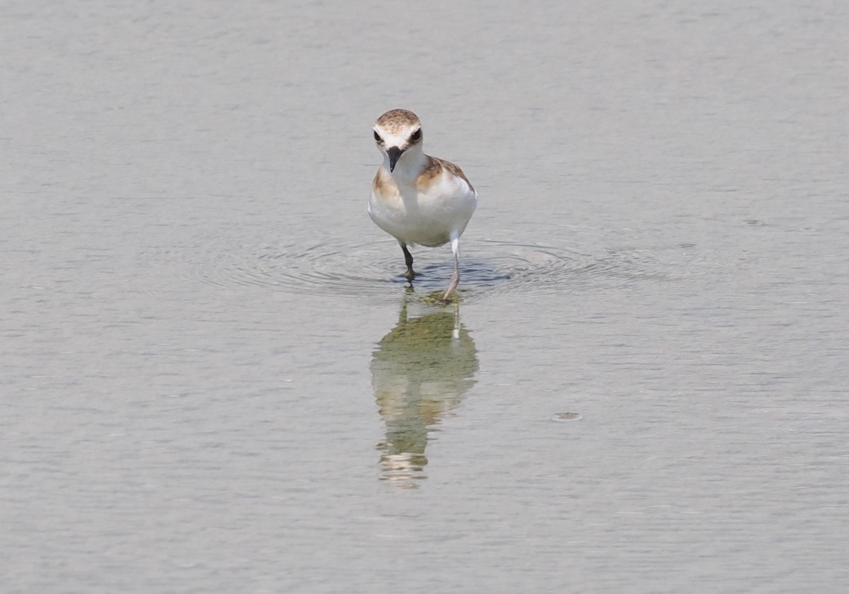 Javan Plover - ML637952129