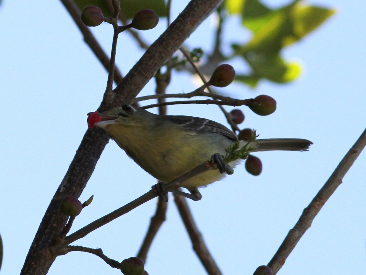 Cuban Vireo - ML637952132