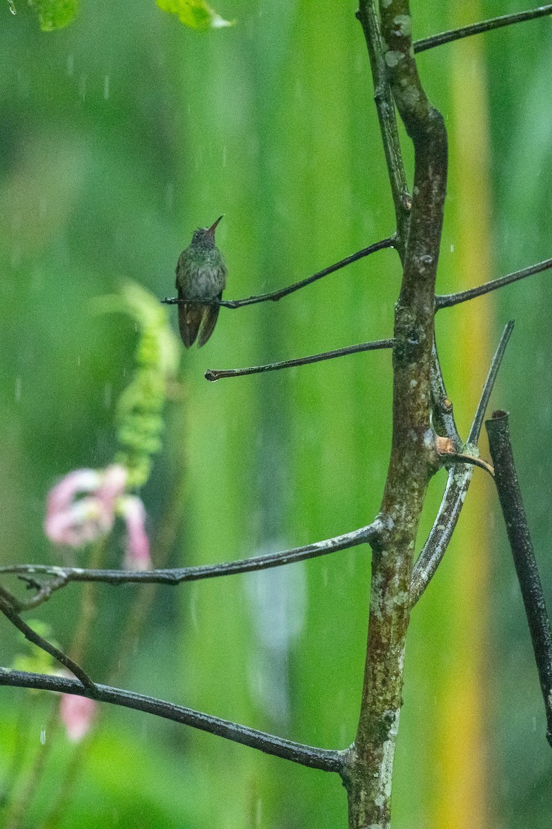 Scaly-breasted Hummingbird - ML637952165