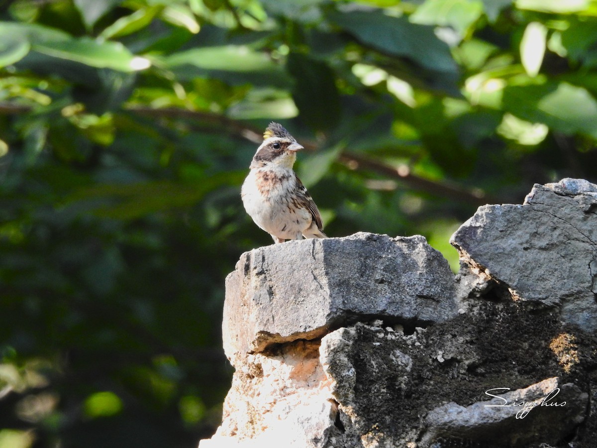 Yellow-throated Bunting - ML637952176