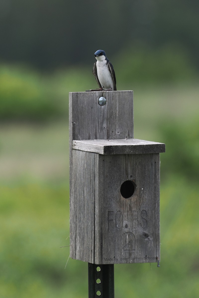 Tree Swallow - ML637952211