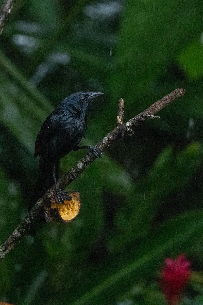 Melodious Blackbird - ML637952215