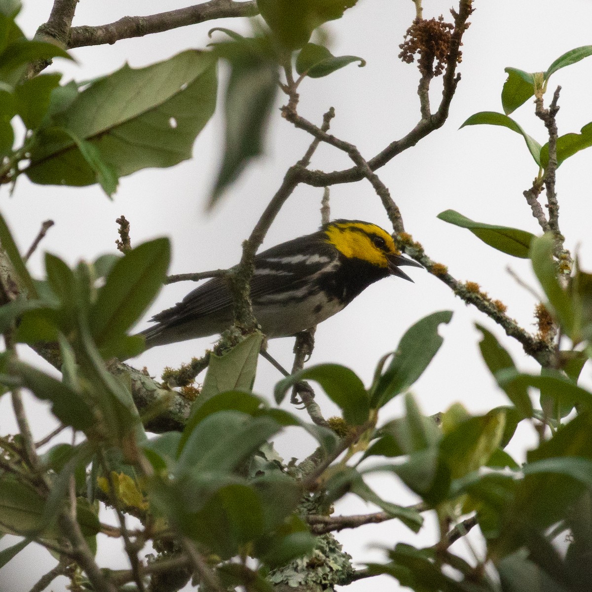 Golden-cheeked Warbler - ML637952235