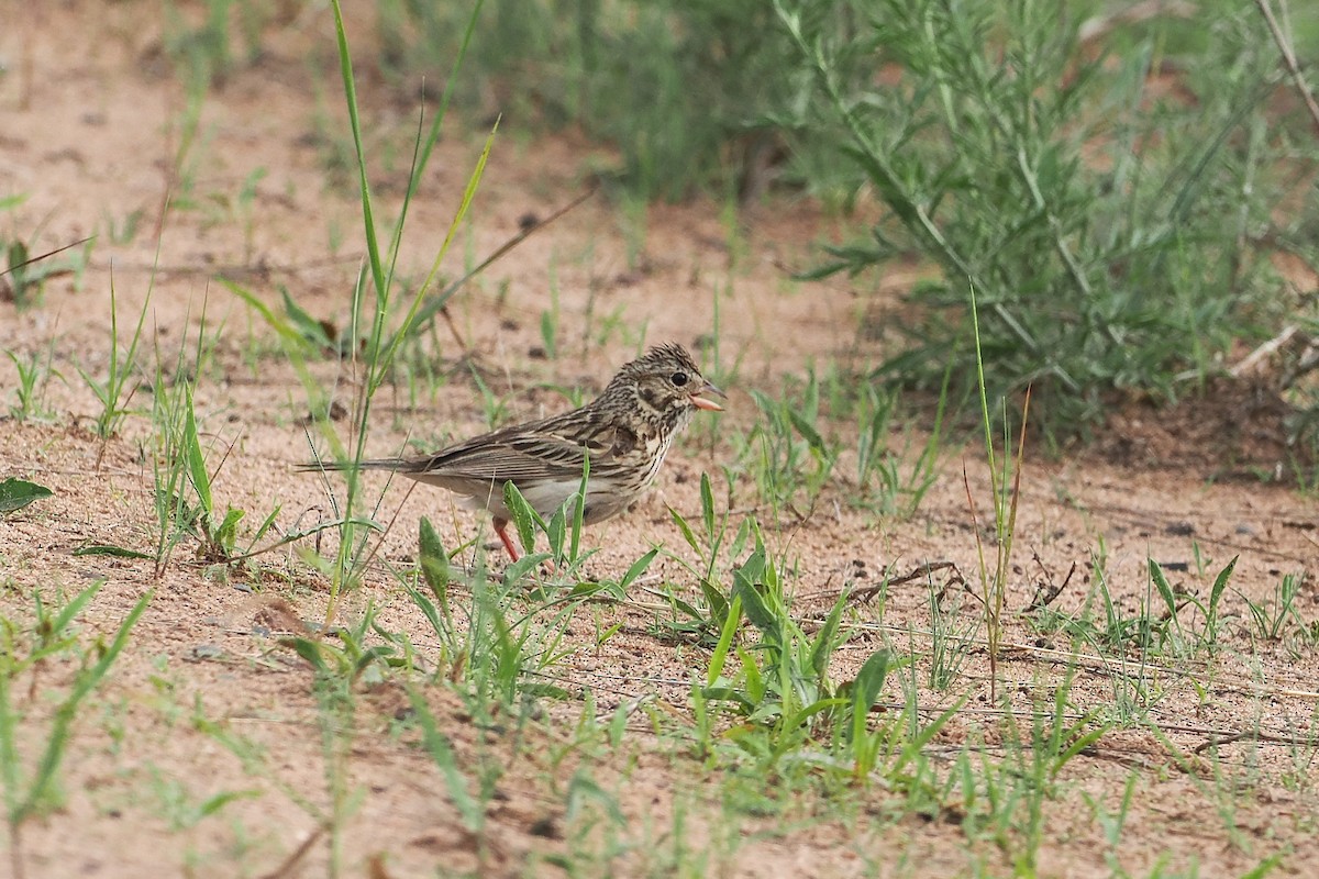 Vesper Sparrow - ML637952250