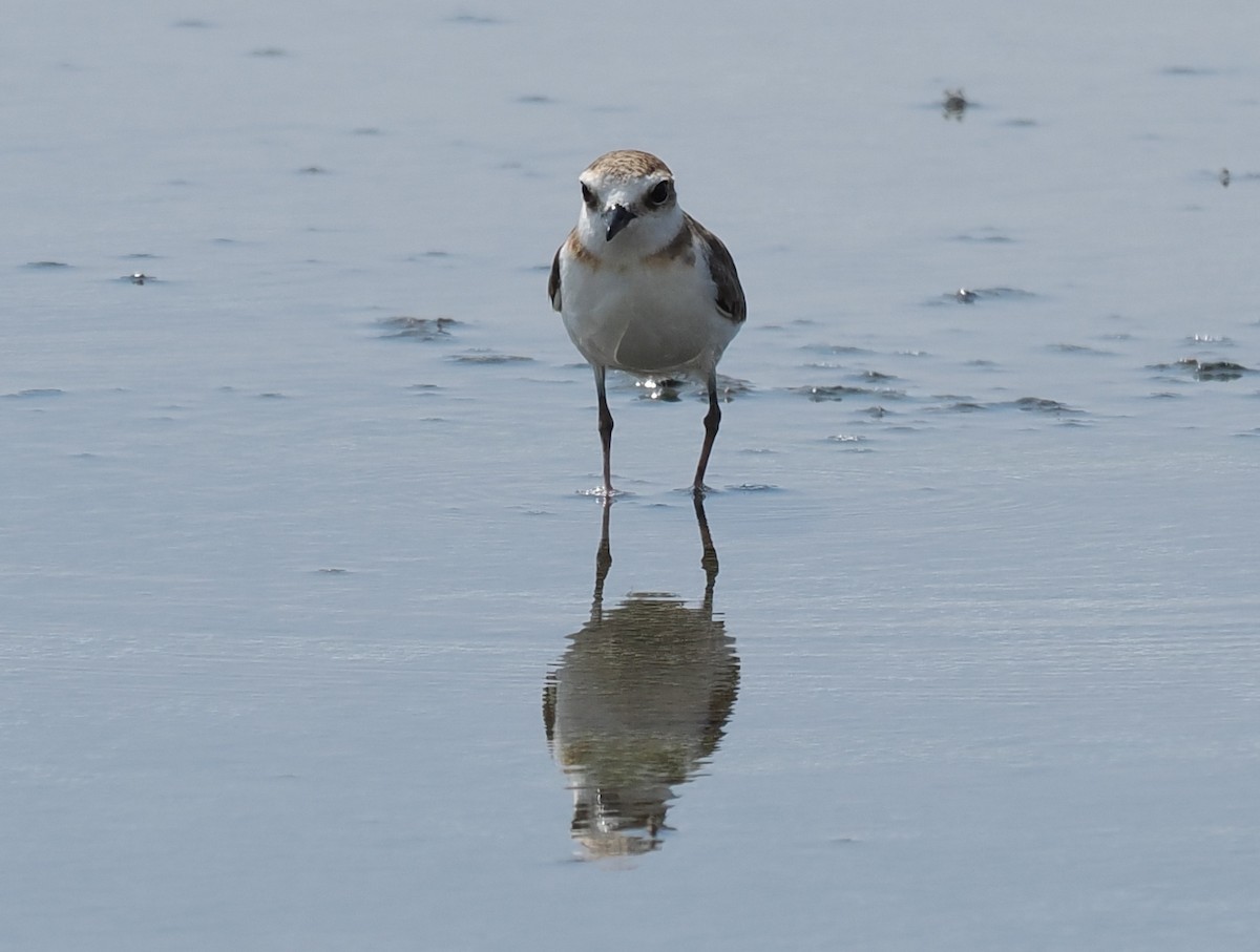 Javan Plover - ML637952324