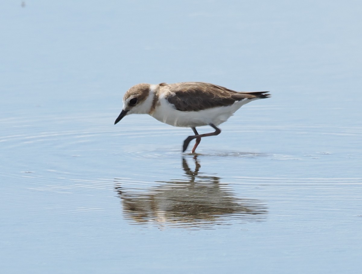 Javan Plover - ML637952325
