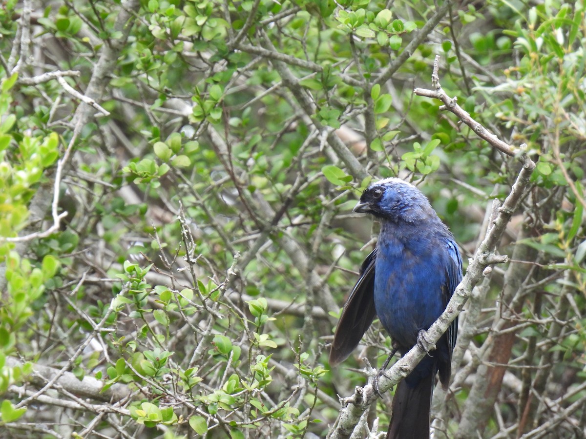 Diademed Tanager - ML637952349