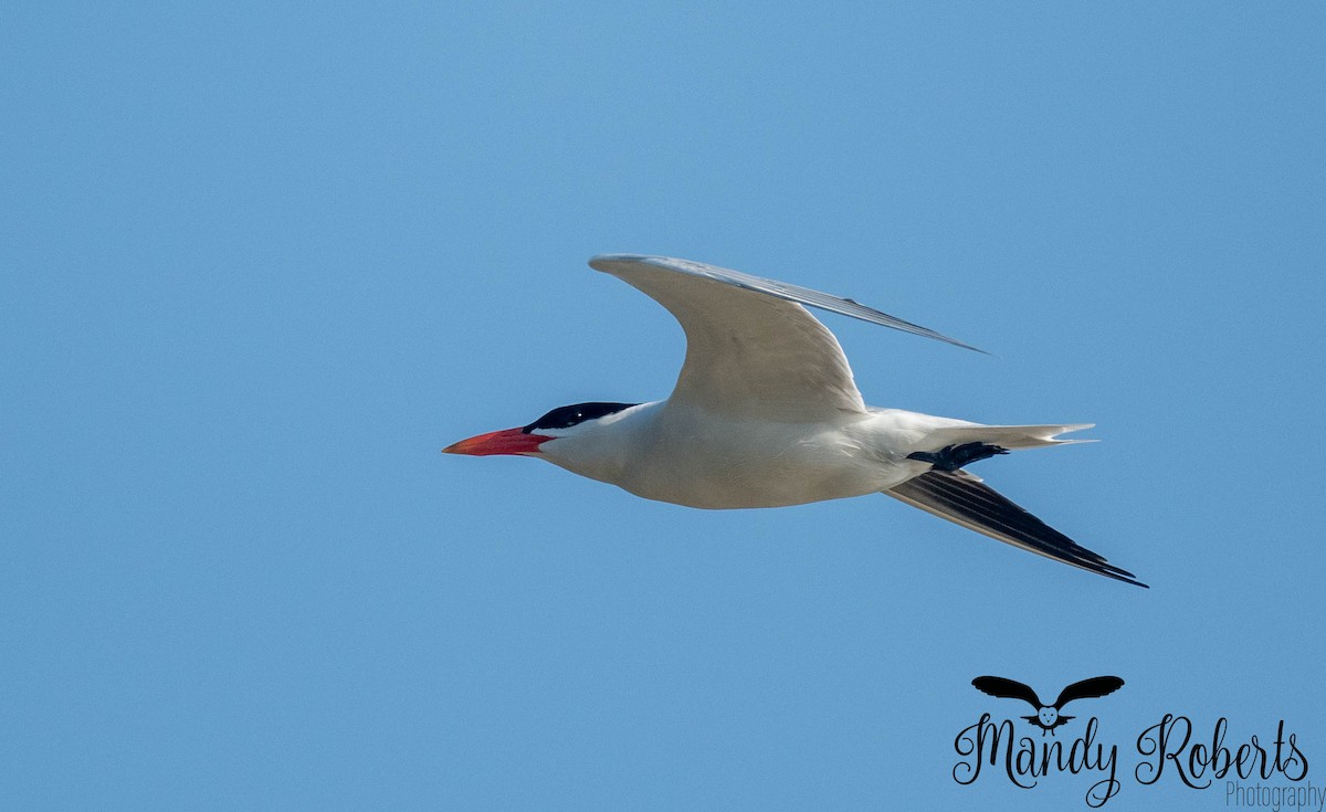 Морин хараалай - ML637952377