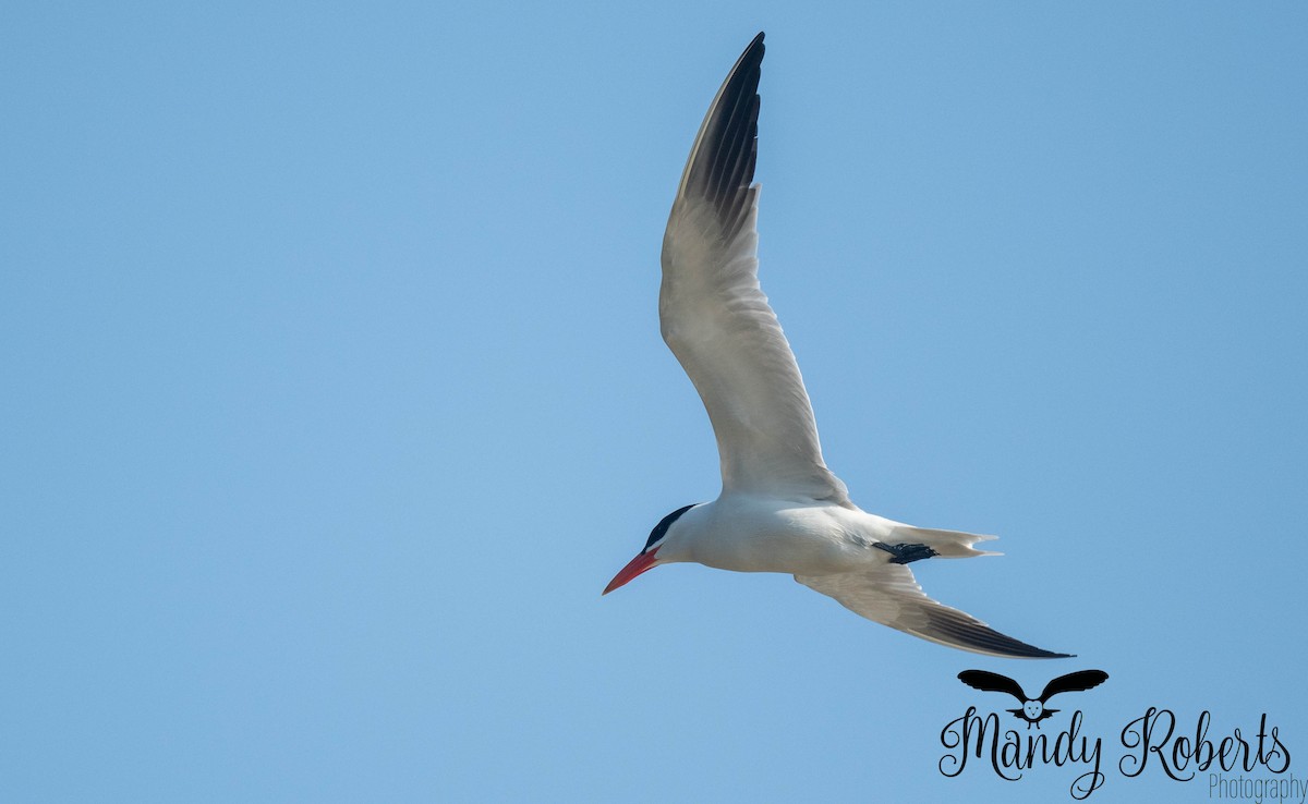 Морин хараалай - ML637952378