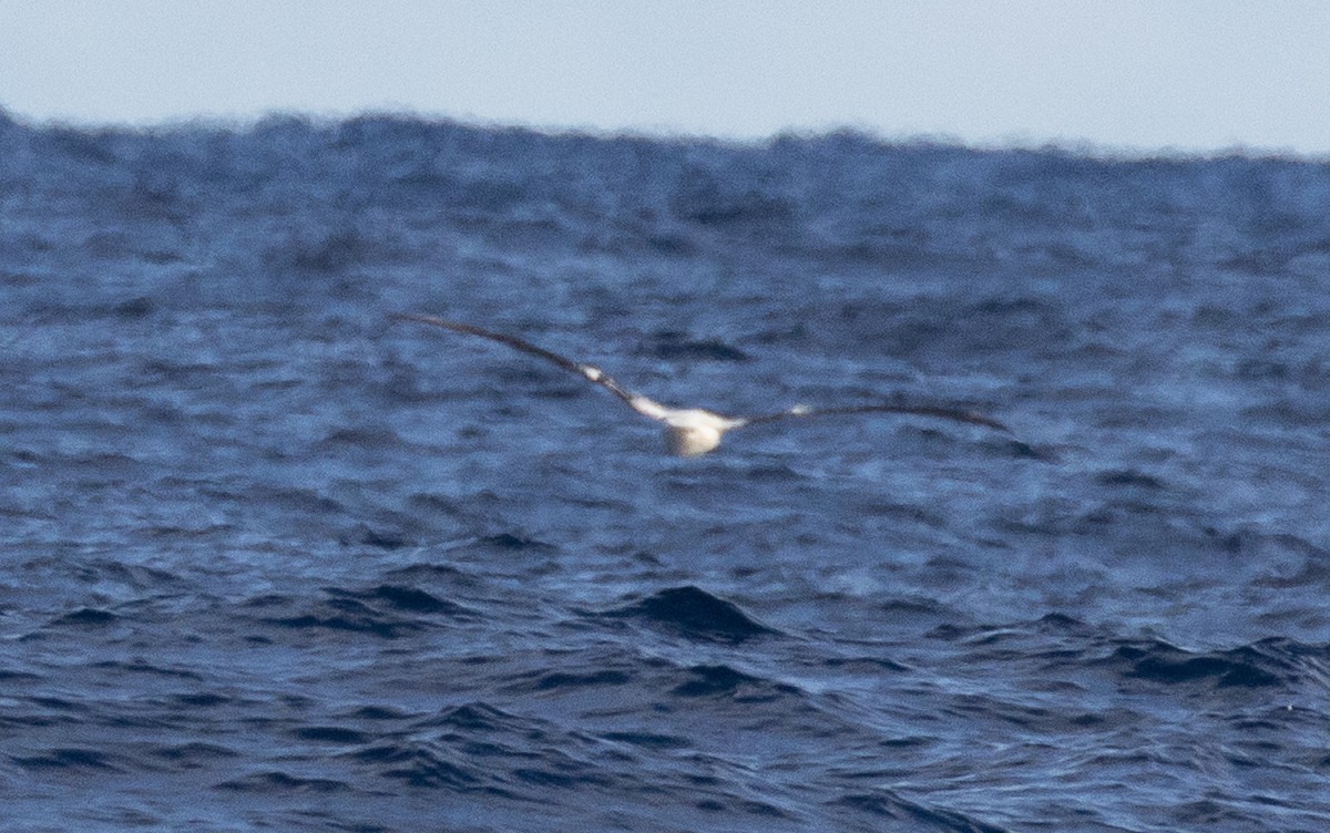 Albatros Viajero/de Tristán de Acuña/de las Antípodas - ML637952413