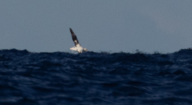 Albatros Viajero/de Tristán de Acuña/de las Antípodas - ML637952414
