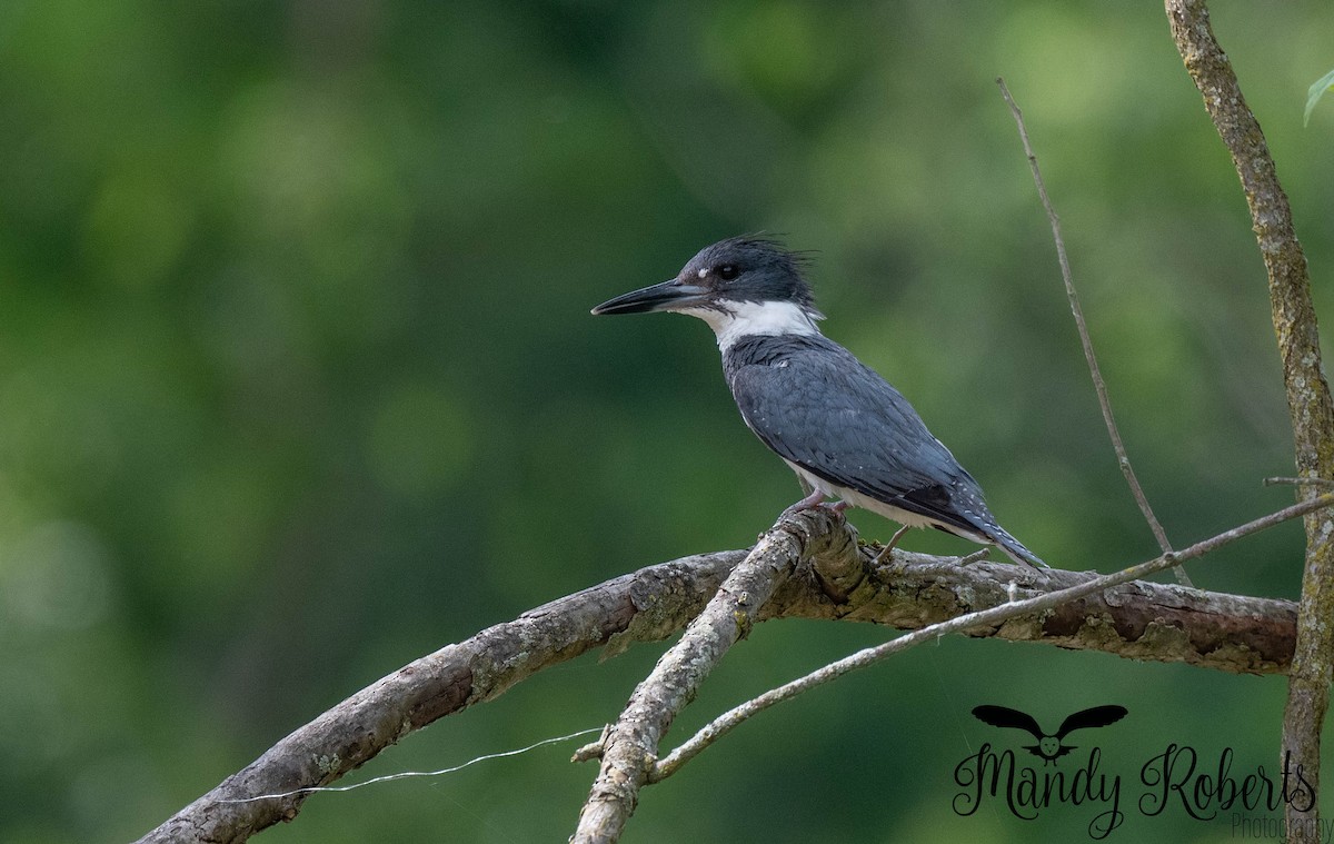 Belted Kingfisher - ML637952427