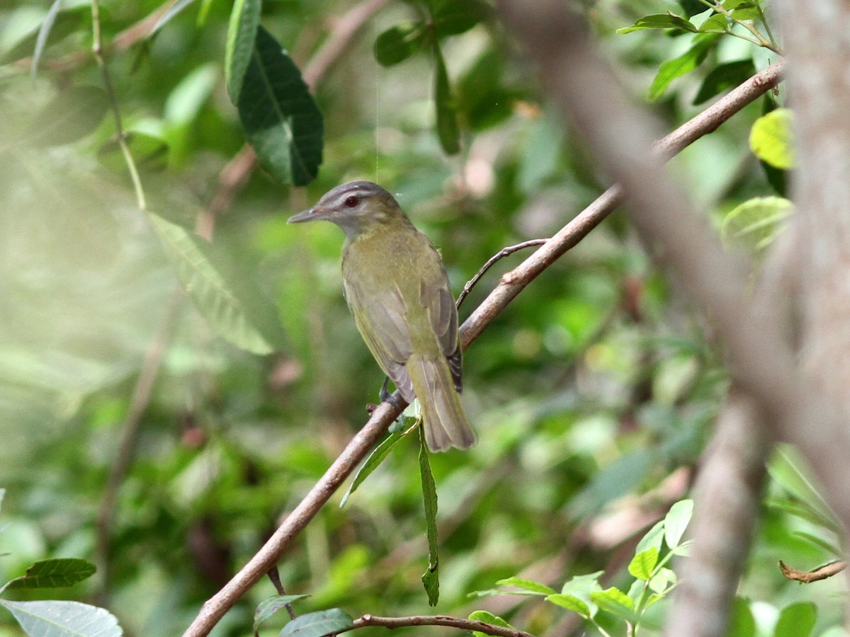 Sarı Böğürlü Vireo - ML637952436
