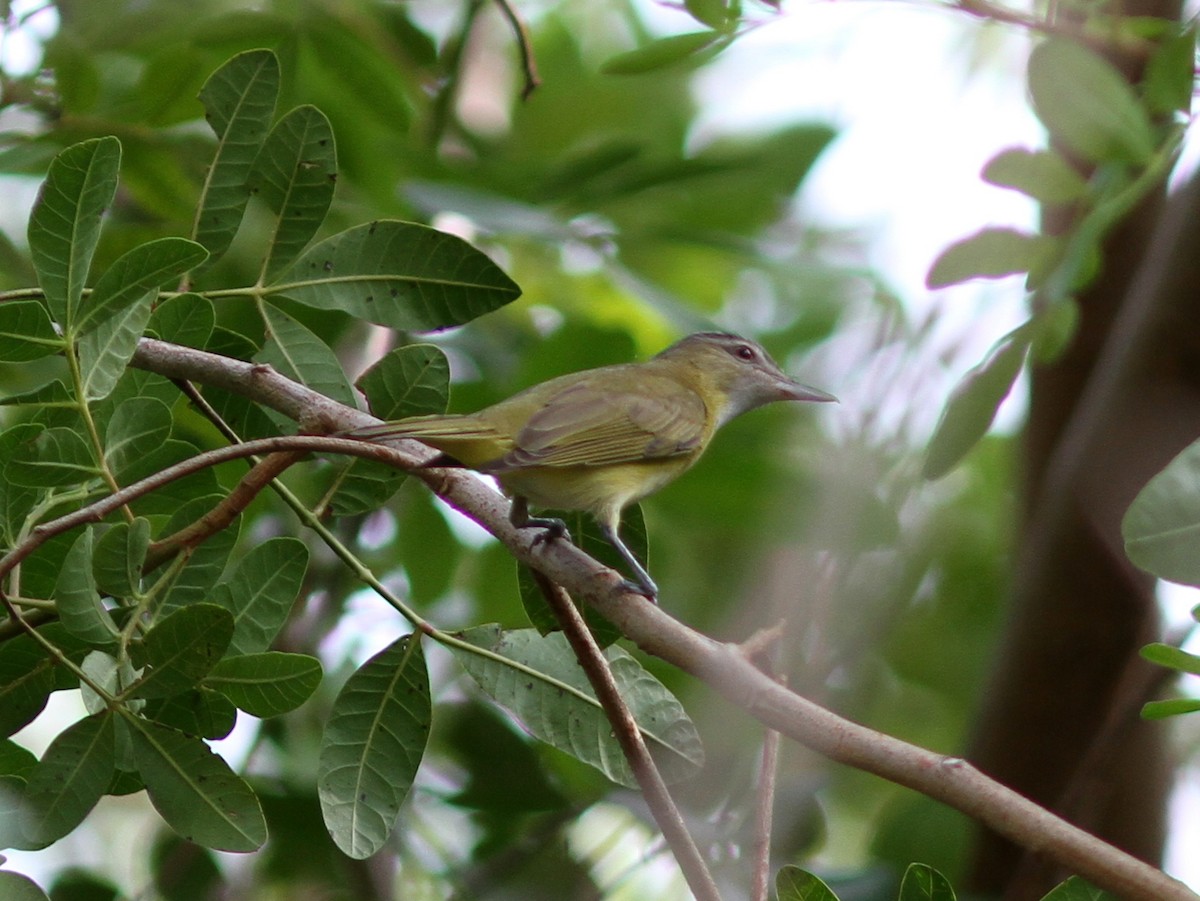 Sarı Böğürlü Vireo - ML637952437