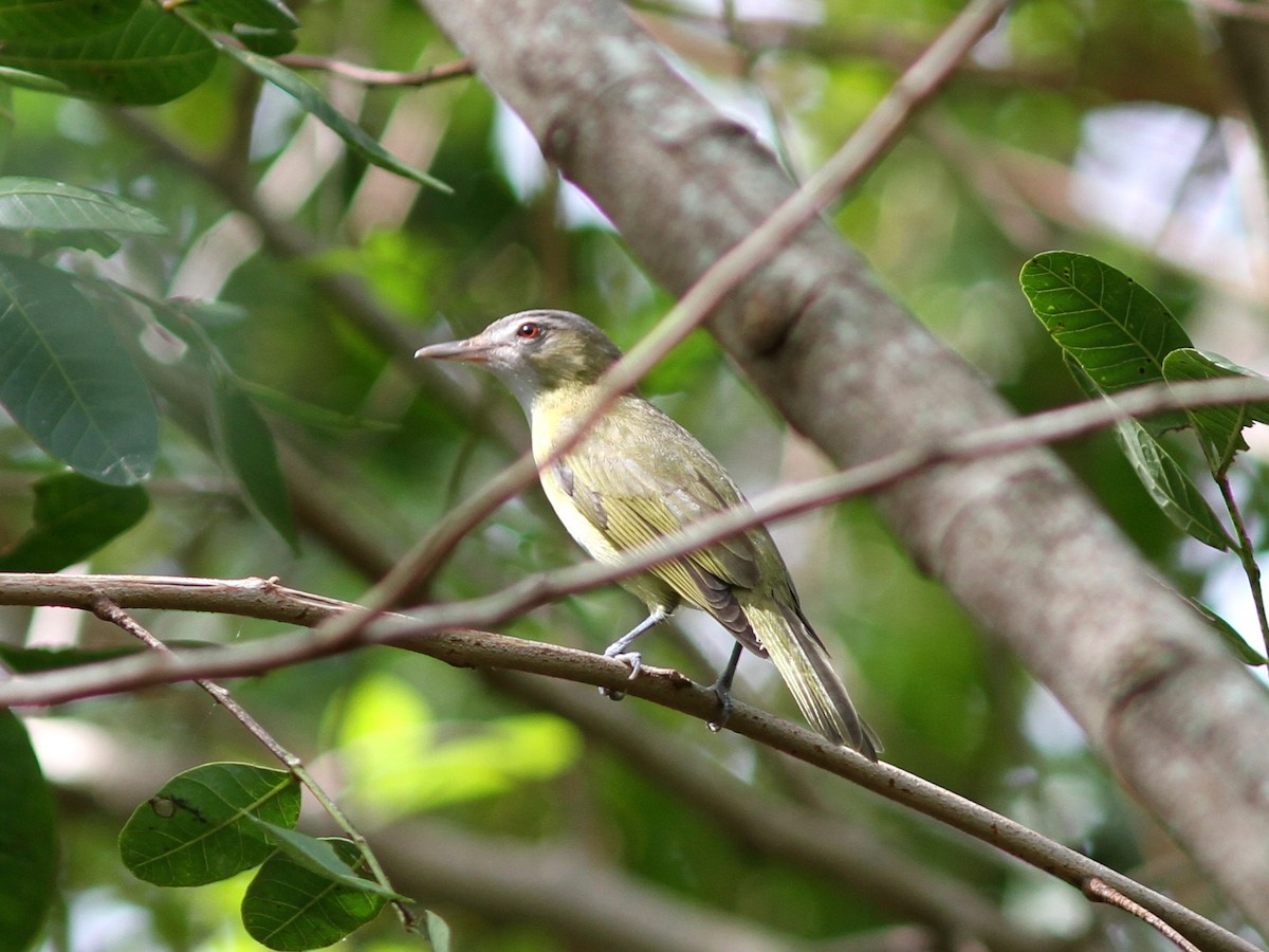 Sarı Böğürlü Vireo - ML637952438