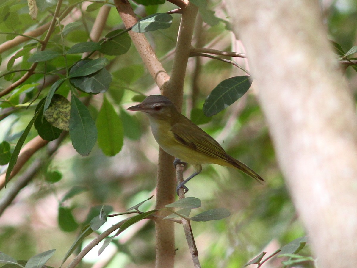 Sarı Böğürlü Vireo - ML637952439