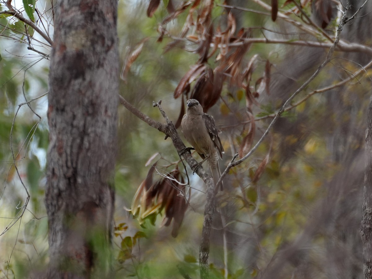 Great Bowerbird - ML637952450