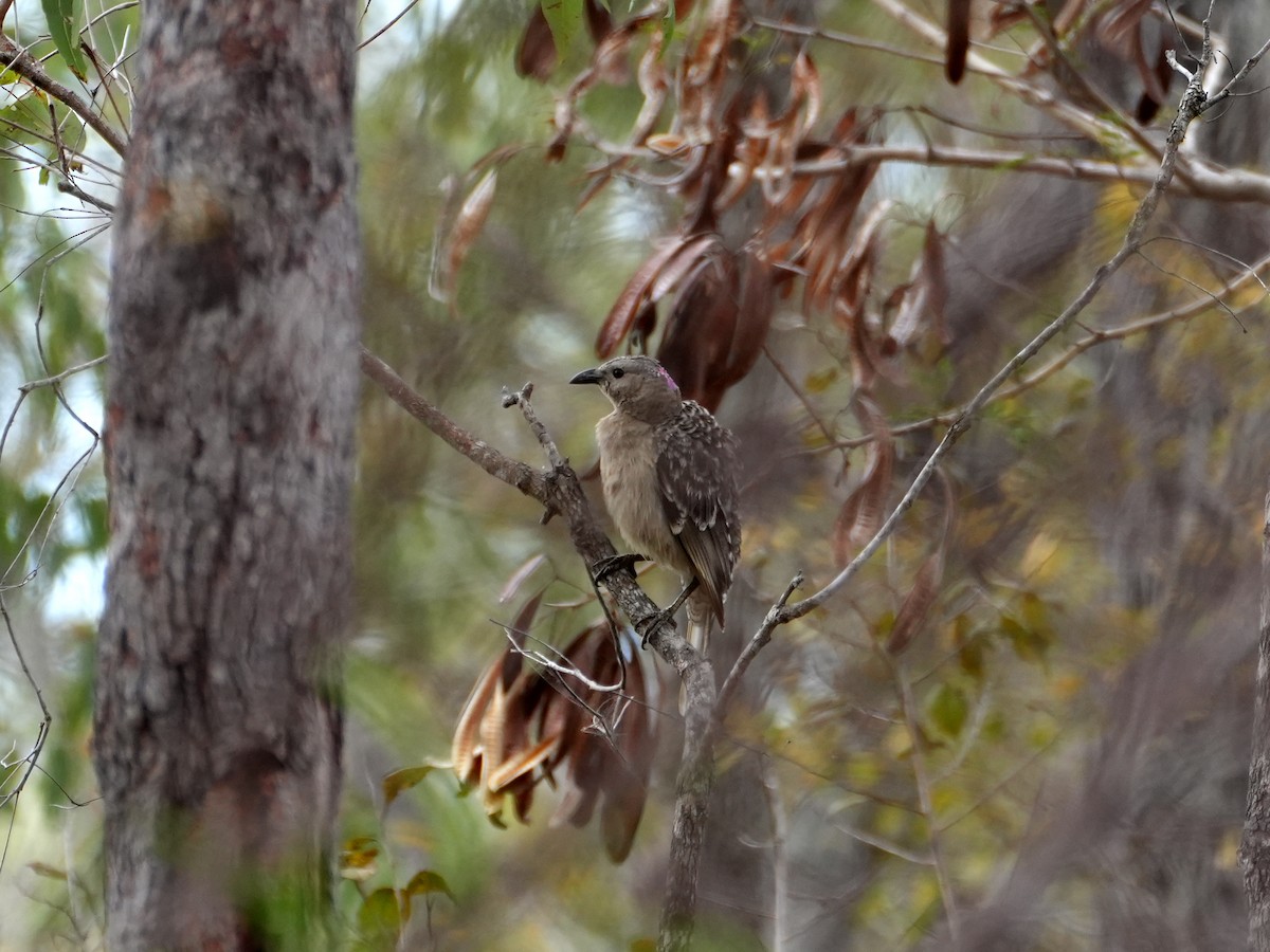 Great Bowerbird - ML637952451