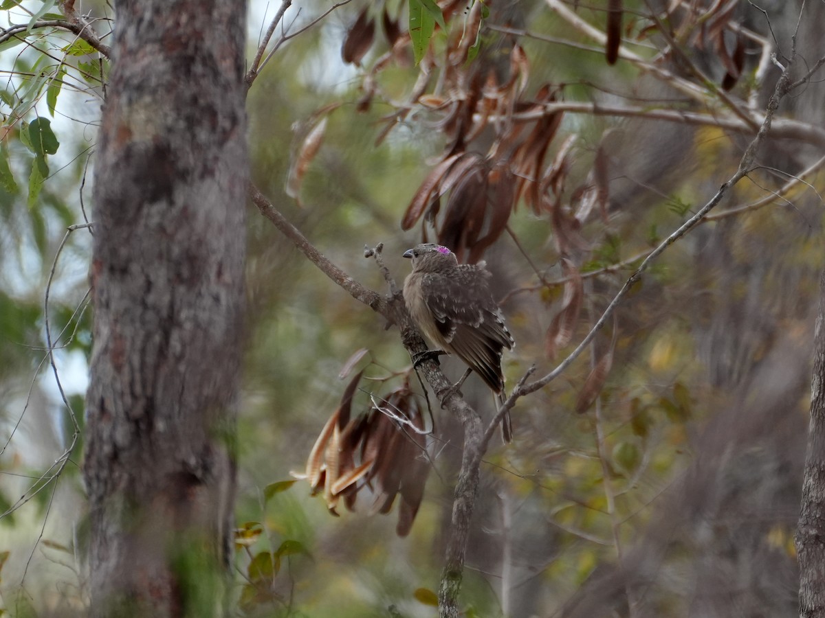 Great Bowerbird - ML637952452