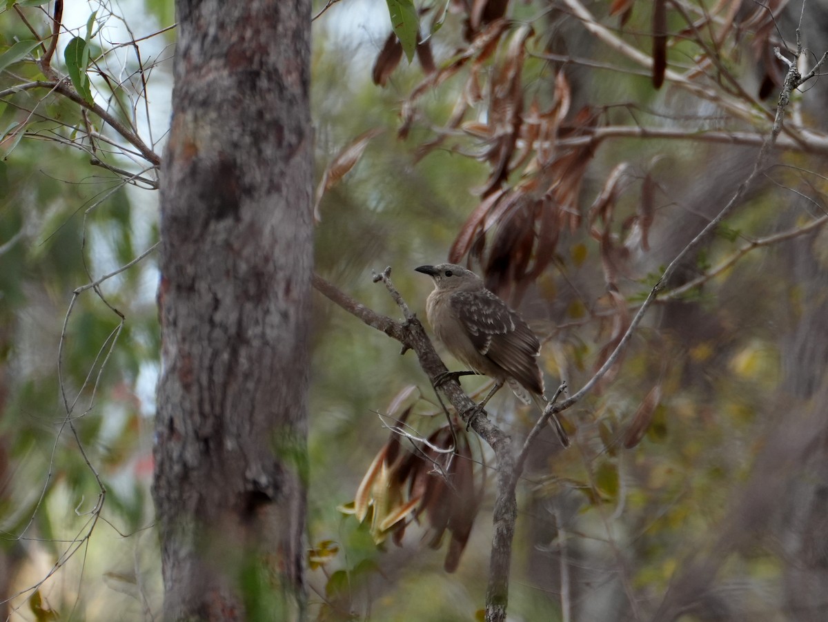 Great Bowerbird - ML637952453