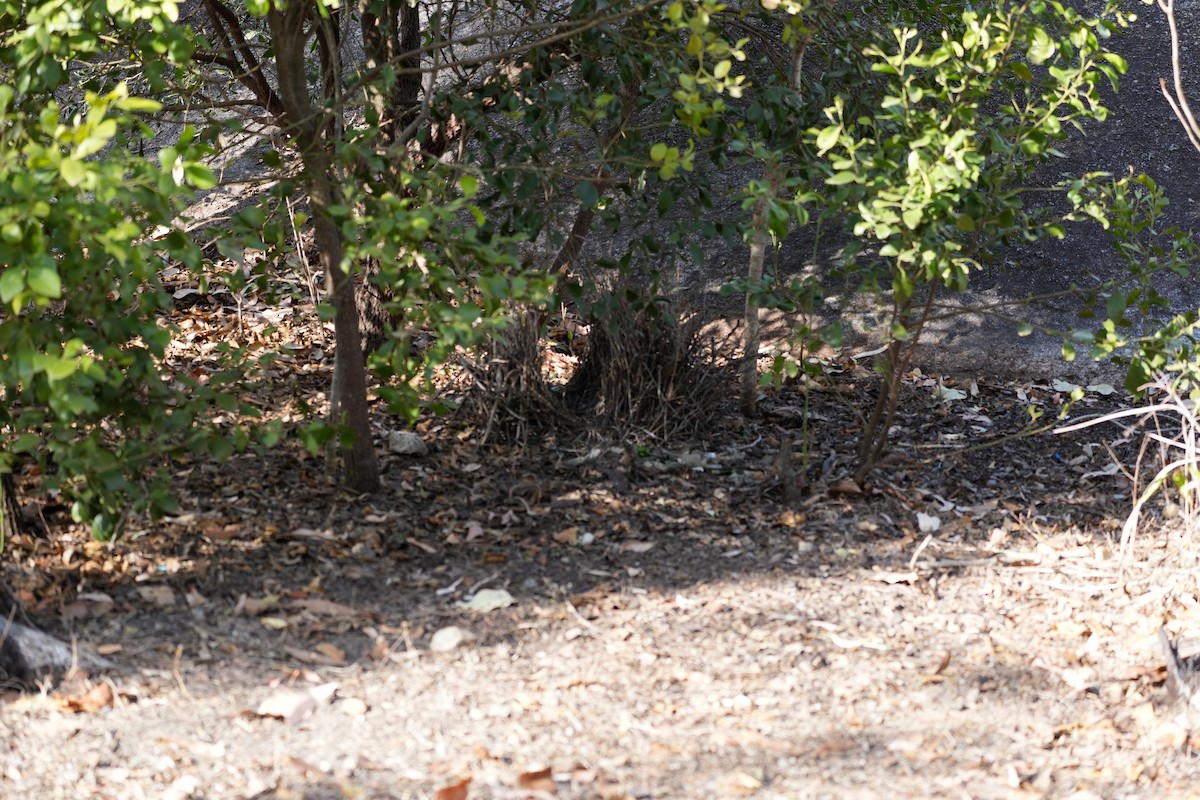 Great Bowerbird - ML637952456