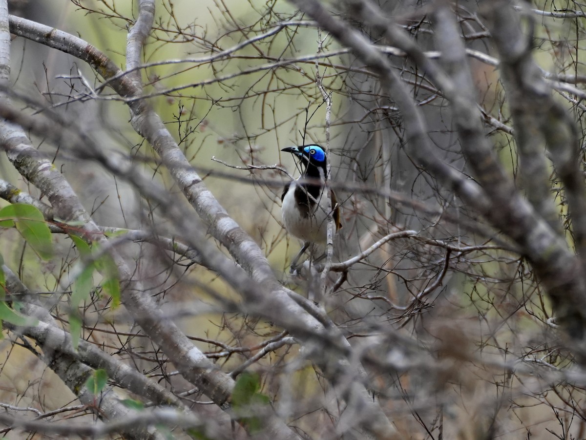 Blue-faced Honeyeater - ML637952479