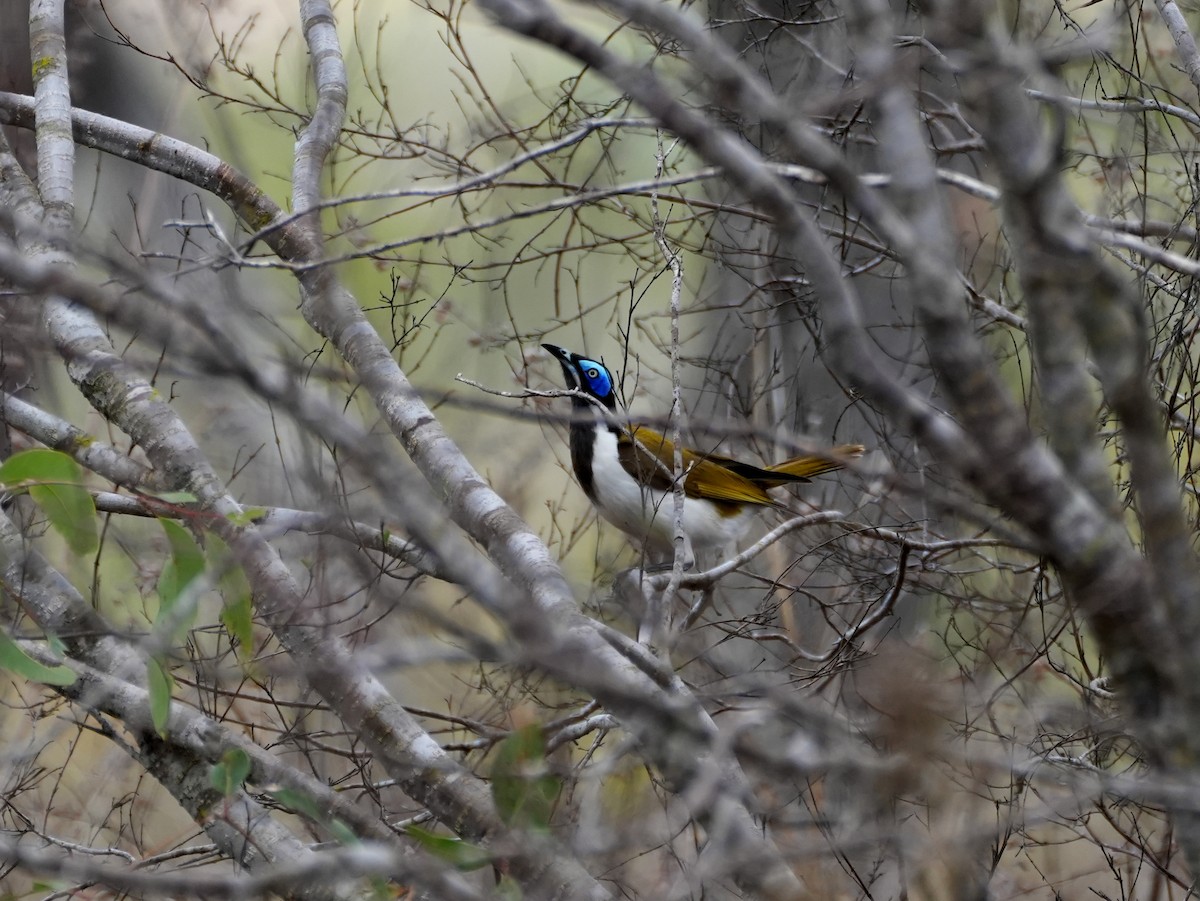 Blue-faced Honeyeater - ML637952480