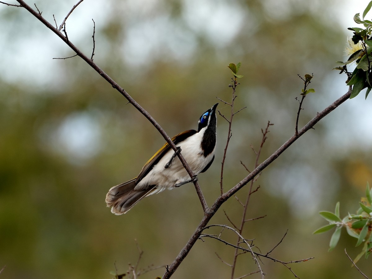 Blue-faced Honeyeater - ML637952481