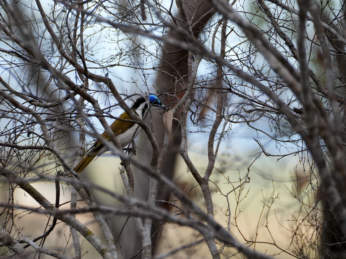 Blue-faced Honeyeater - ML637952482