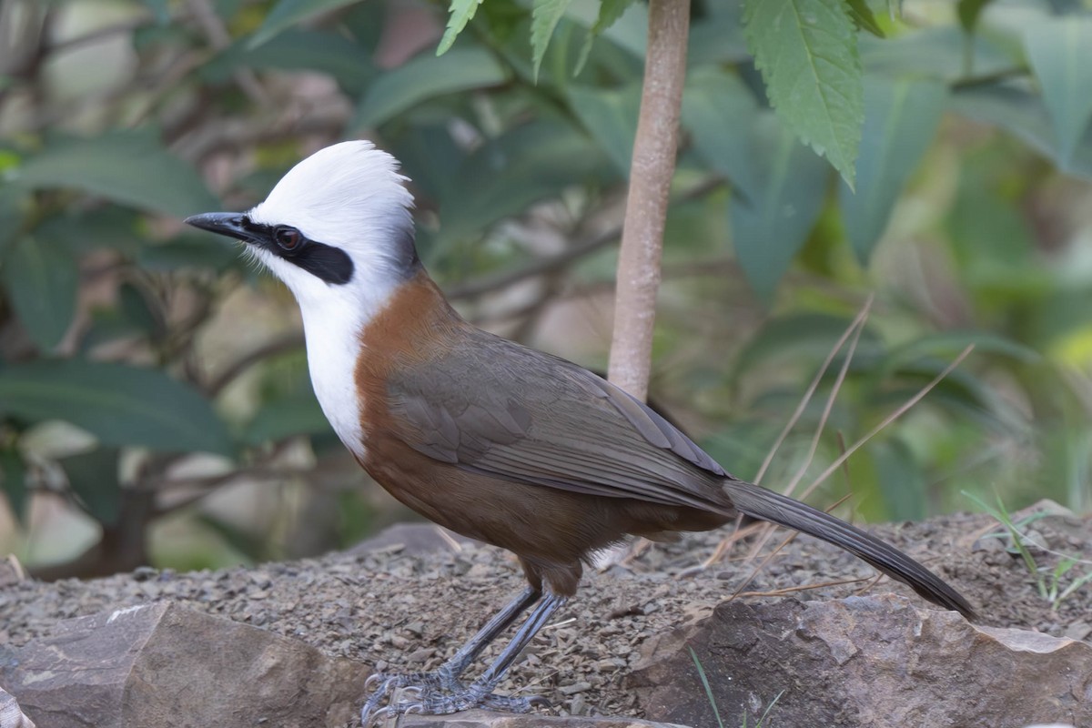 White-crested Laughingthrush - ML637952485