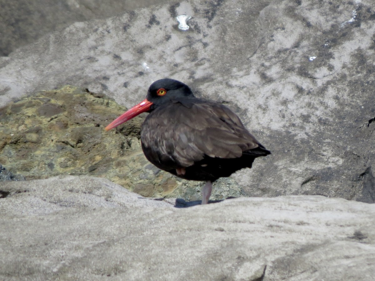 Black Oystercatcher - ML637952572