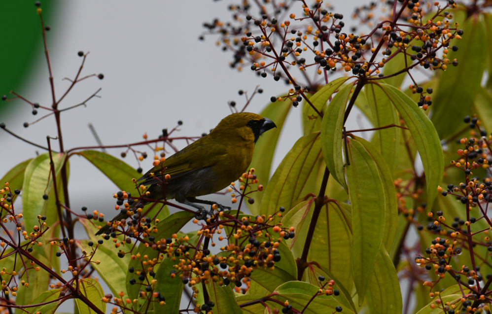 Black-faced Grosbeak - ML637952573