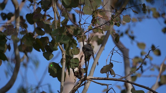 Noisy Friarbird - ML637952580
