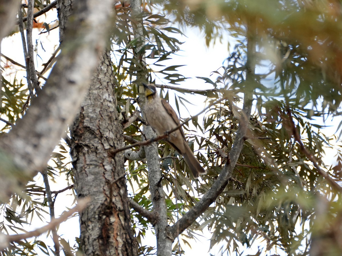 Little Friarbird - ML637952596