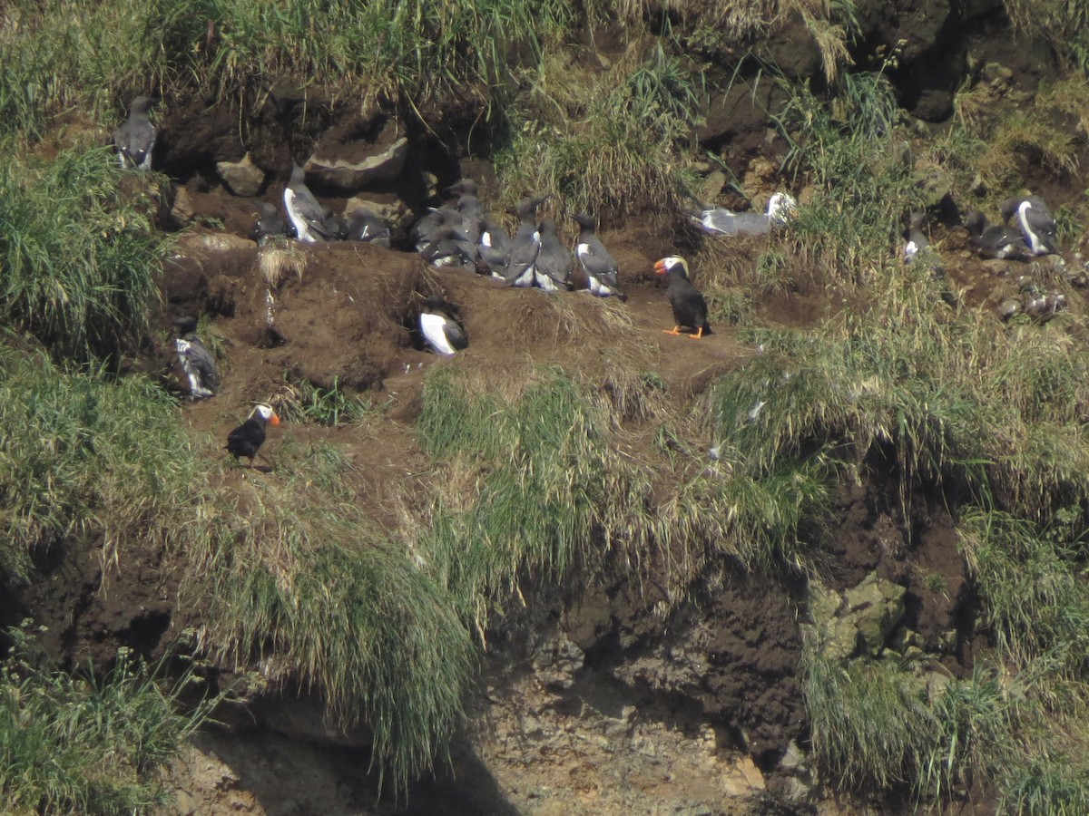 Tufted Puffin - ML637952611