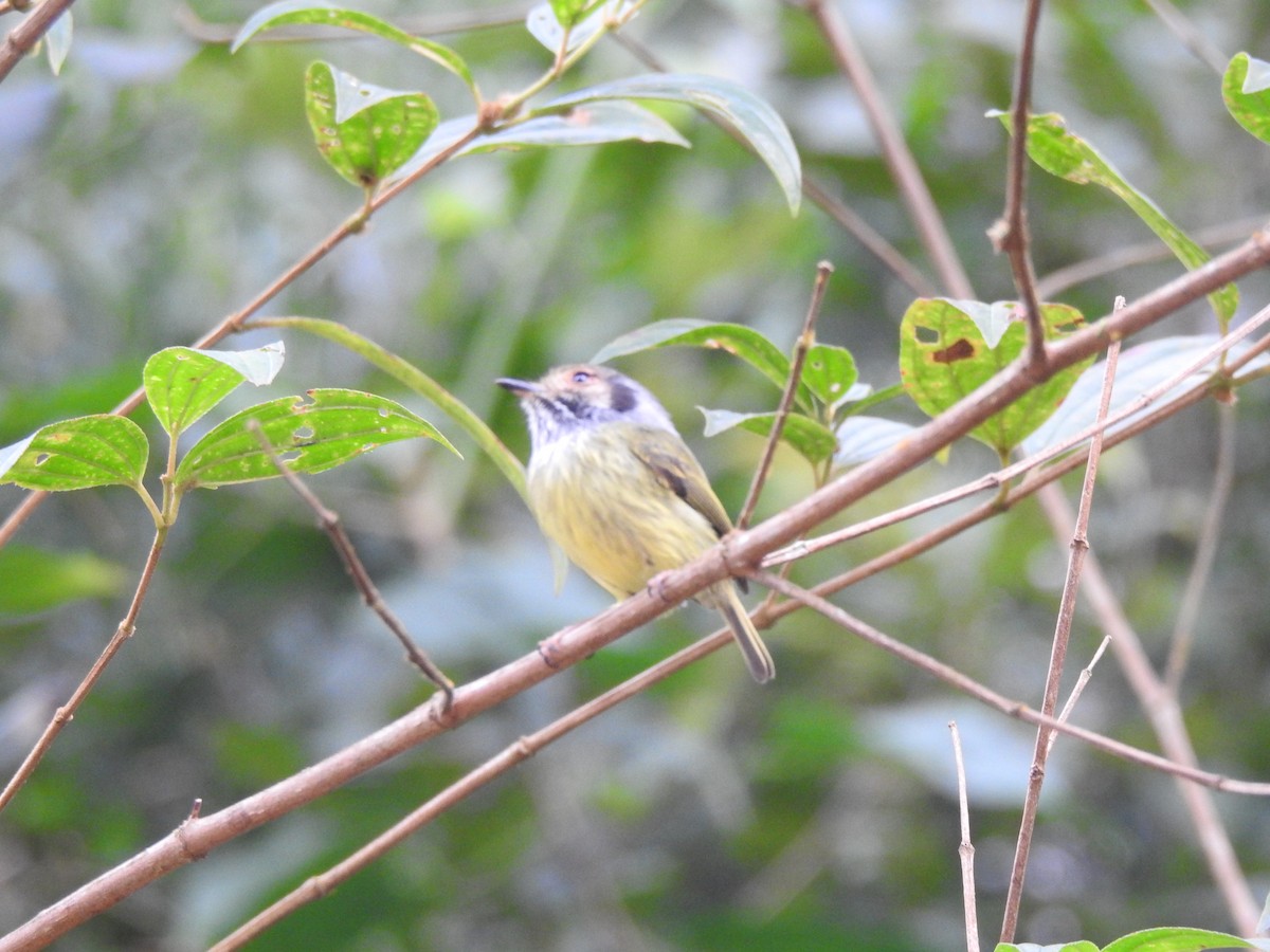 Eared Pygmy-Tyrant - ML637952620