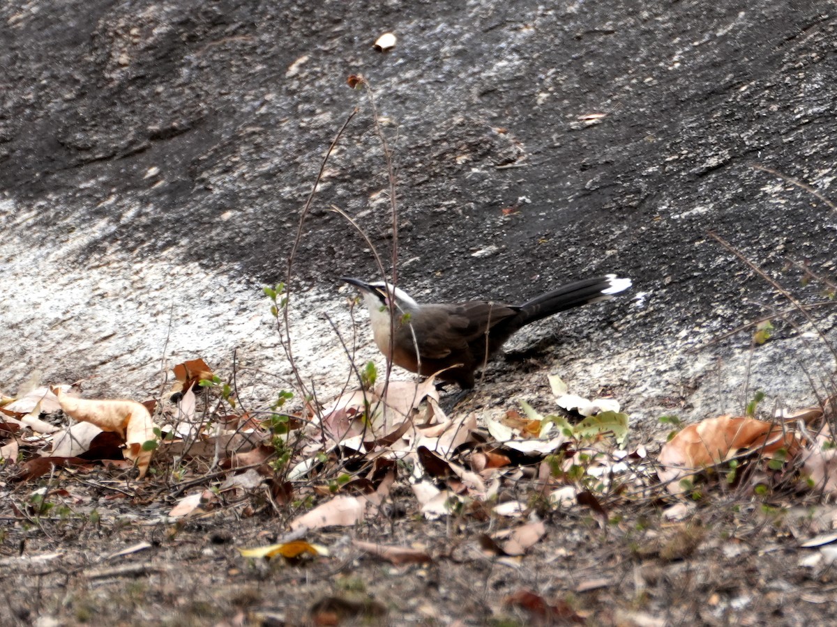 Gray-crowned Babbler - ML637952623