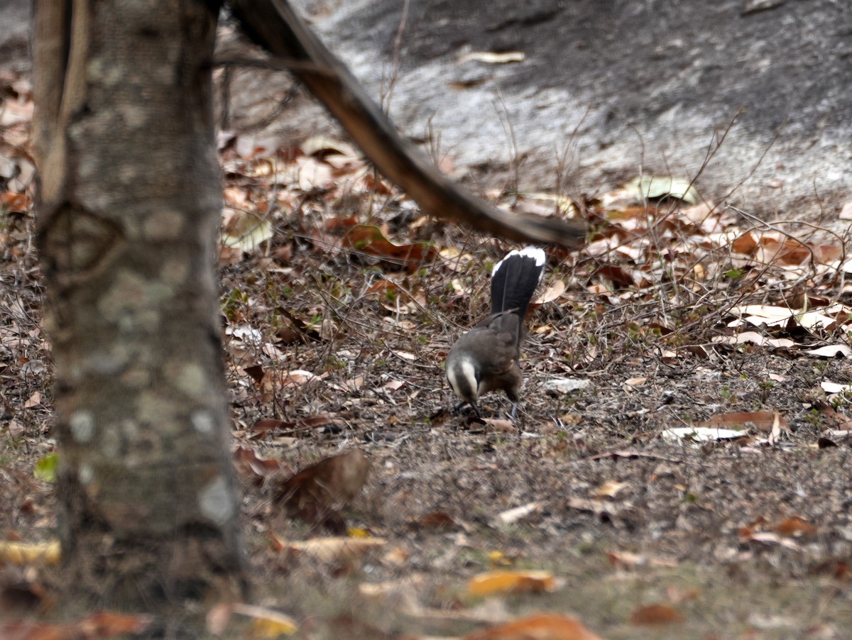 Gray-crowned Babbler - ML637952624
