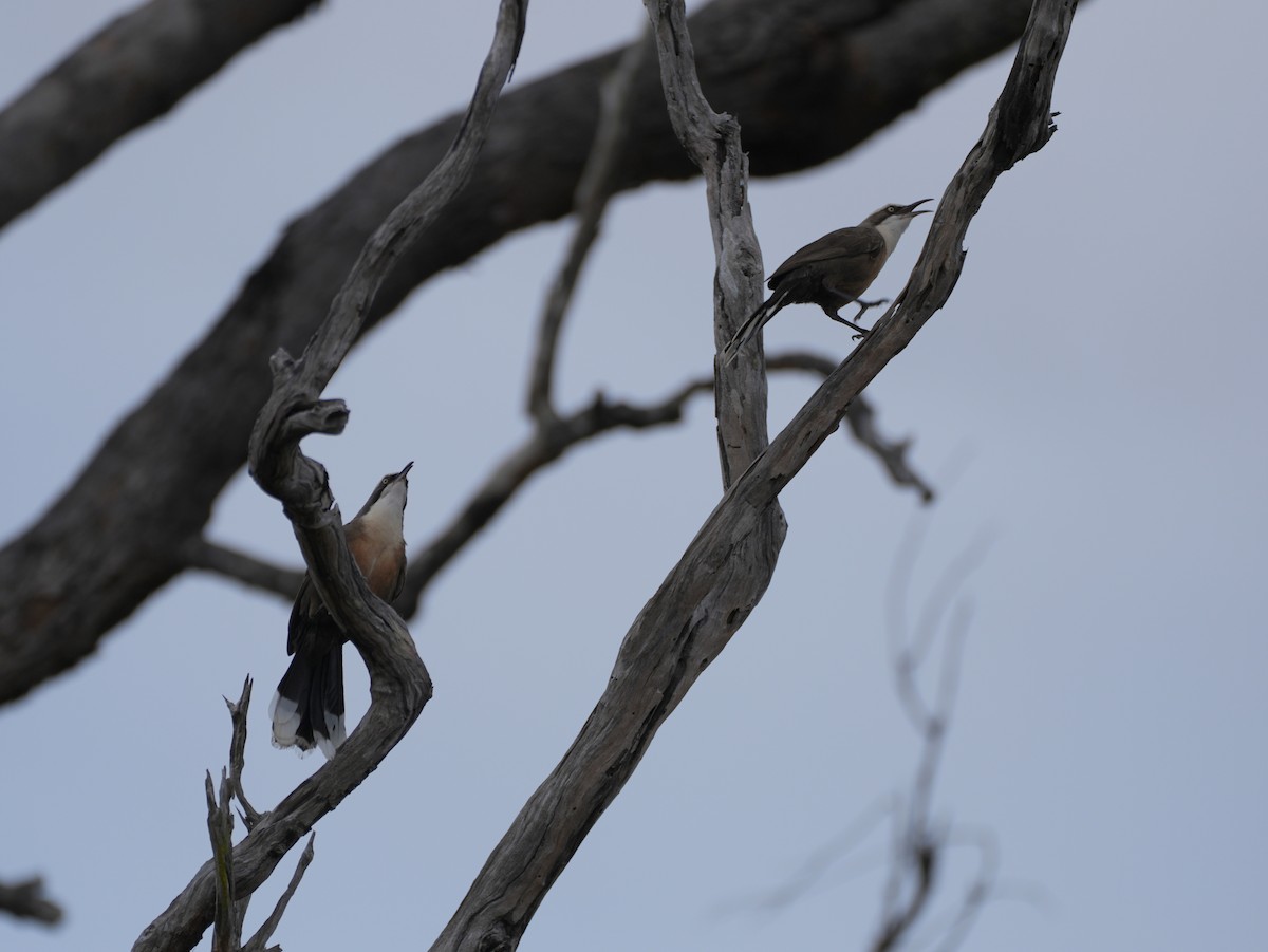 Gray-crowned Babbler - ML637952625