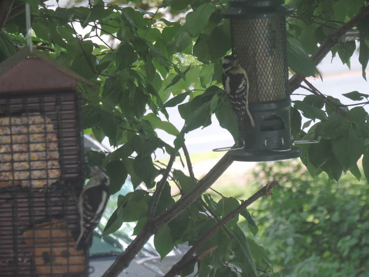 Downy Woodpecker - ML637952659