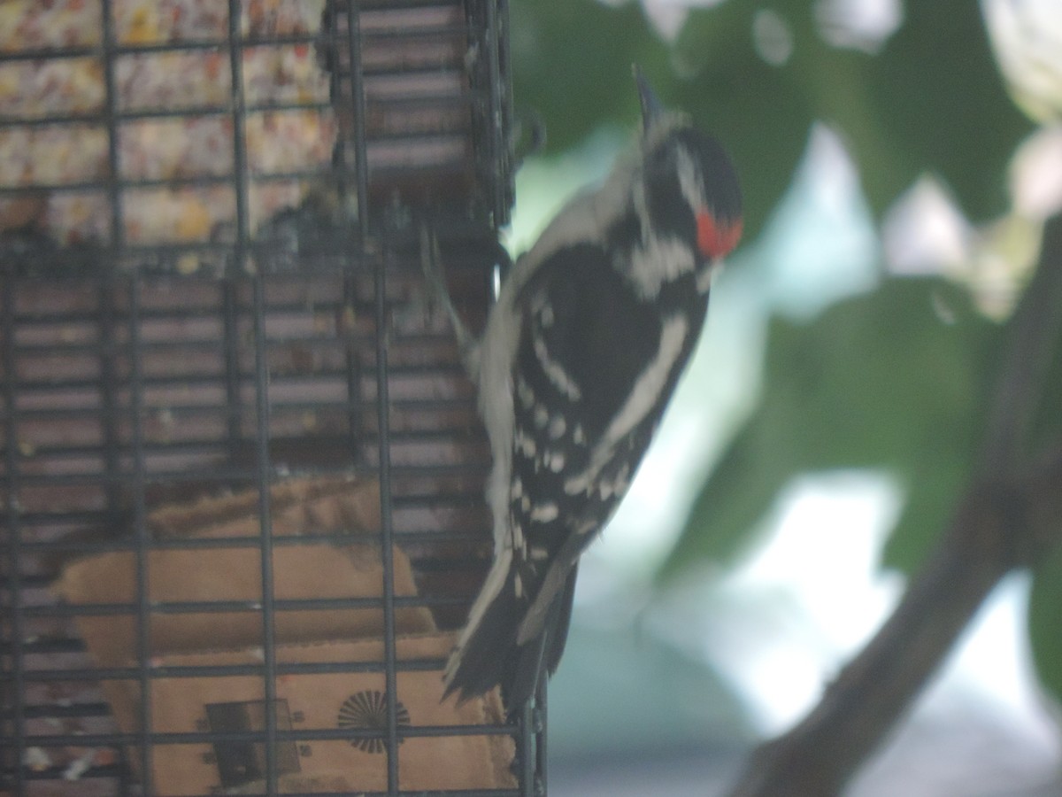 Downy Woodpecker - ML637952660