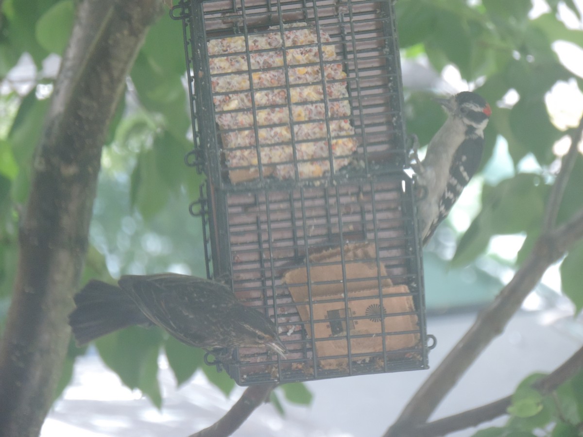 Downy Woodpecker - ML637952661