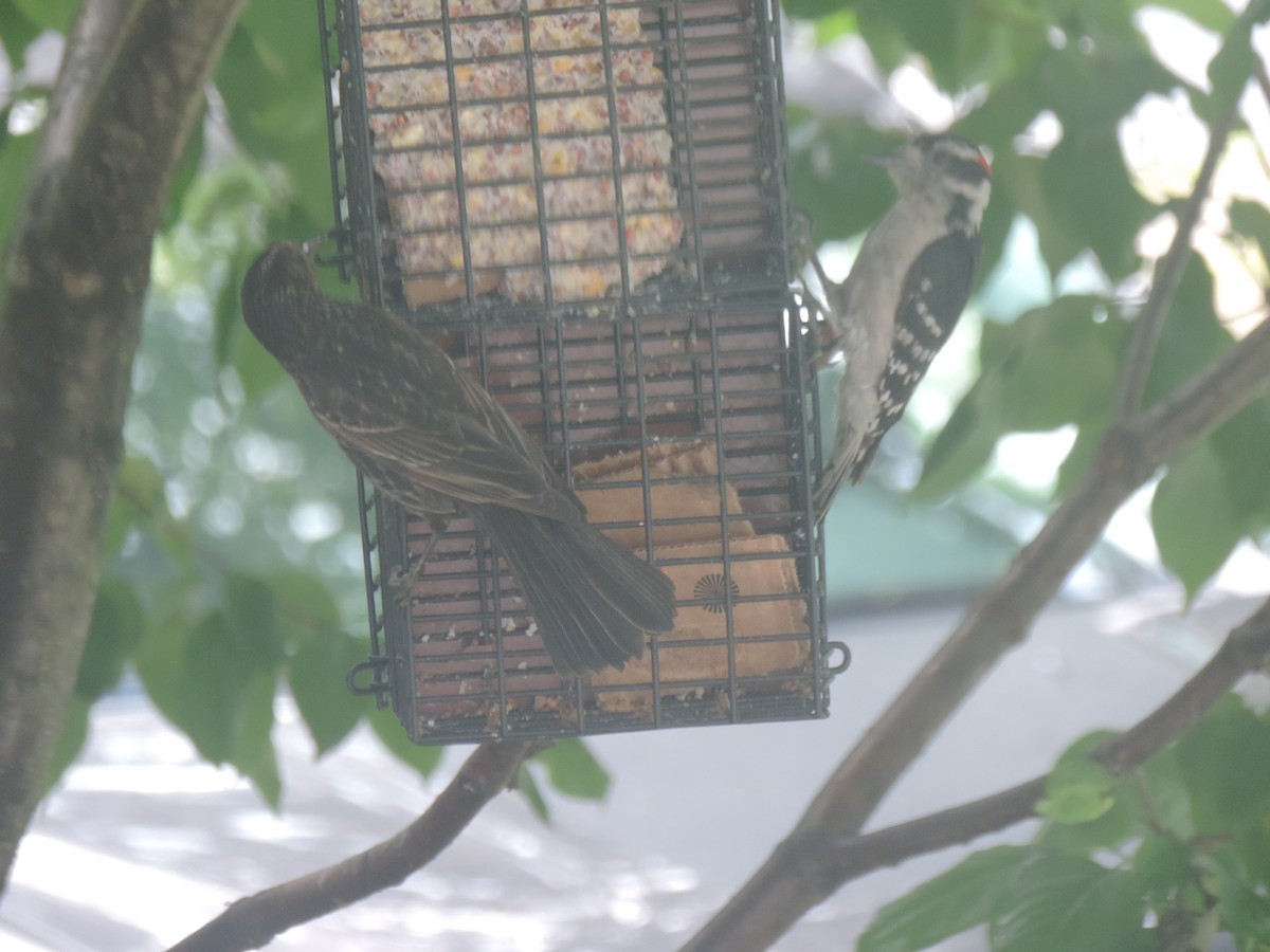 Downy Woodpecker - ML637952664
