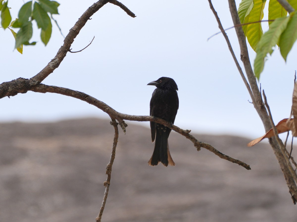 Spangled Drongo - ML637952695
